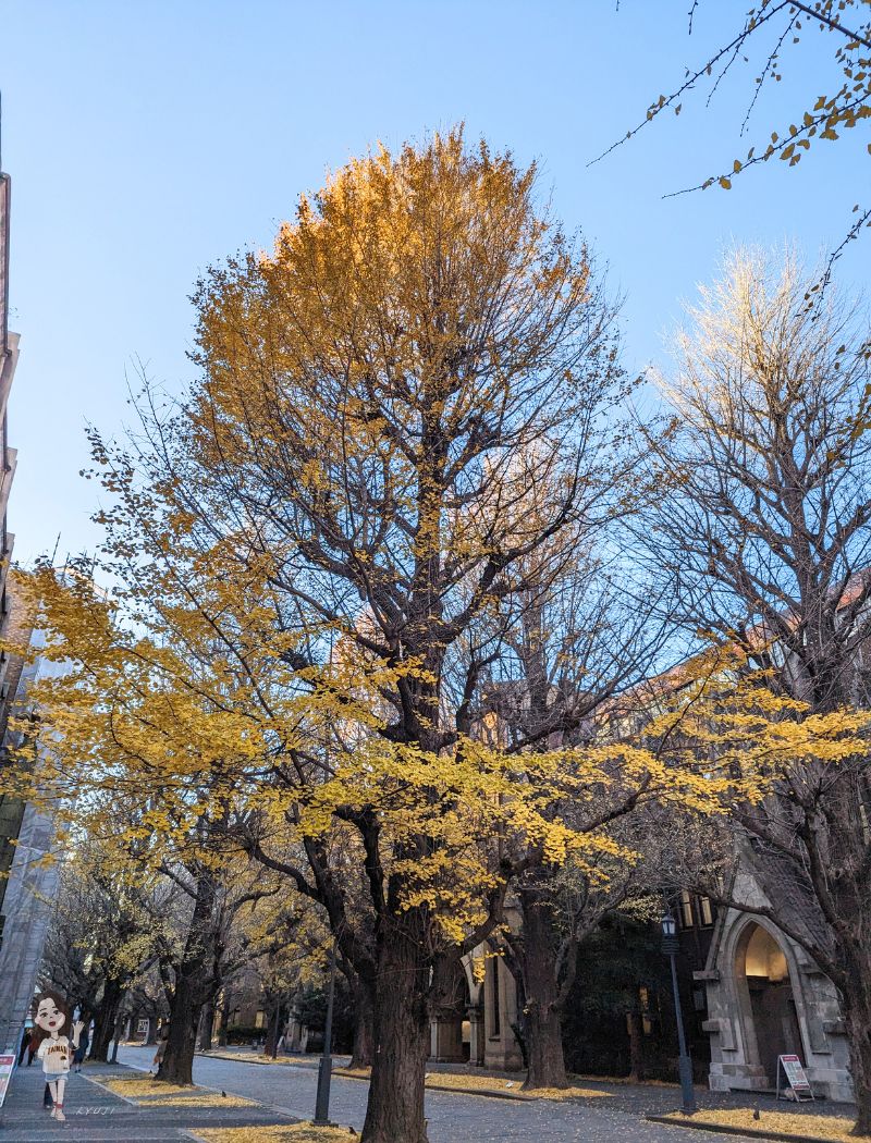 銀杏並木，不敢想像滿開時有多美